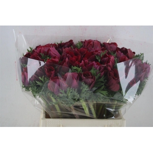 Anem Mistral Super Magenta