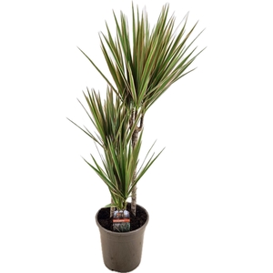 Dracaena bicolor 45-25-10