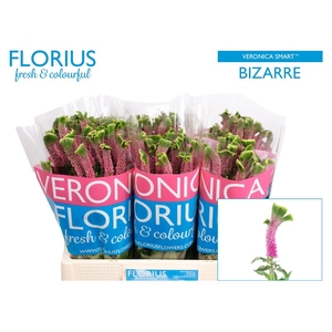 Veronica Smart Bizarre Florius