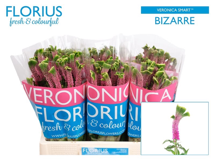 <h4>Veronica Smart Bizarre Florius</h4>