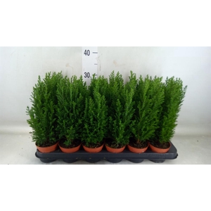 Chamaecyparis laws. 'Ellwoodii'