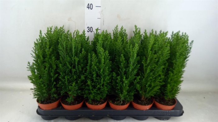 <h4>Chamaecyparis laws. 'Ellwoodii'</h4>