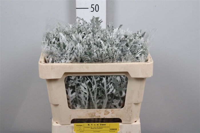 <h4>Jacobaea Maritima</h4>