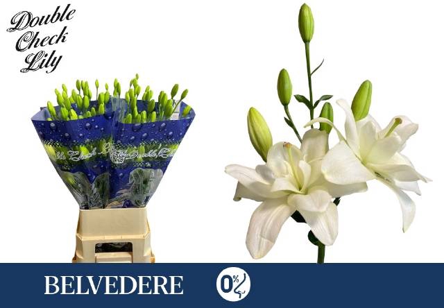 <h4>LI LA BELVEDERE</h4>