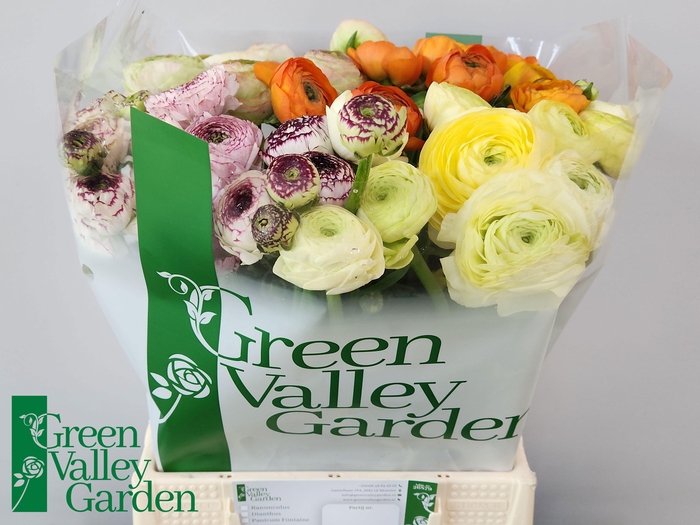 <h4>RAN GEM IN FUST</h4>