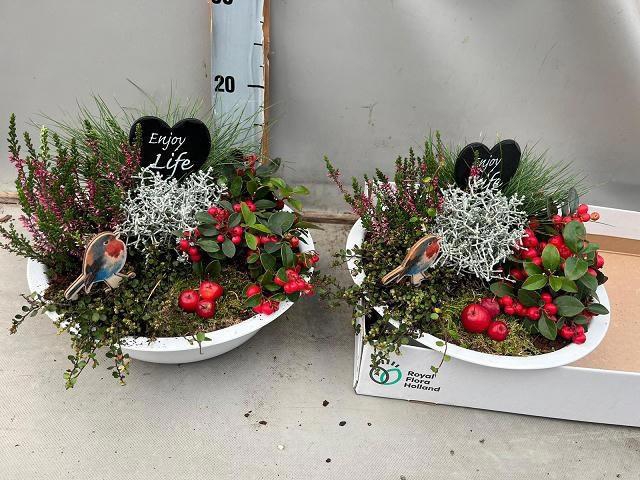 <h4>ARR TUINPLANTEN</h4>