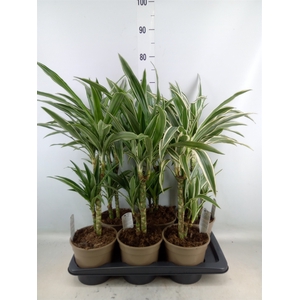 Dracaena fr de   ...mix