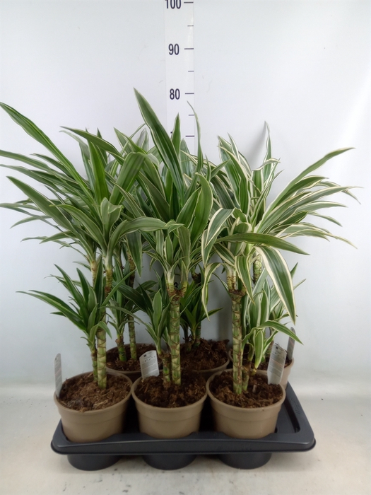 <h4>Dracaena fr de   ...mix</h4>