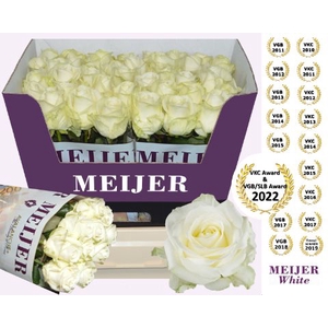 Rozen Rosa Avalanche