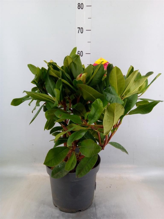 <h4>Rhododendron   ...</h4>