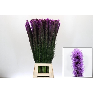 LIATRIS CALLILEPIS