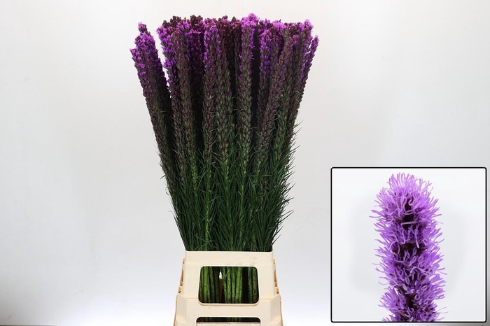 <h4>LIATRIS CALLILEPIS</h4>