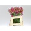 Nerine Bo Bas Van Roon