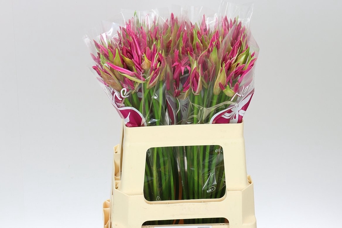 <h4>Nerine Bo Bas Van Roon</h4>