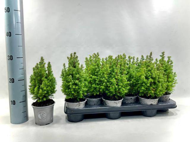 <h4>CHAM THY ALPICA P11</h4>