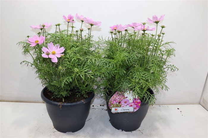<h4>Cosm Bip Son Pink</h4>