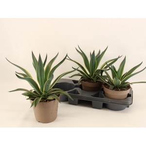AGAV QUADRICOLOR