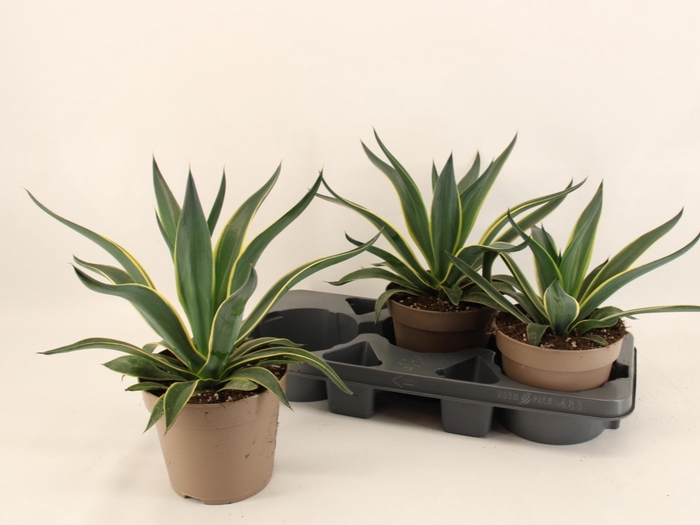 <h4>AGAV QUADRICOLOR</h4>