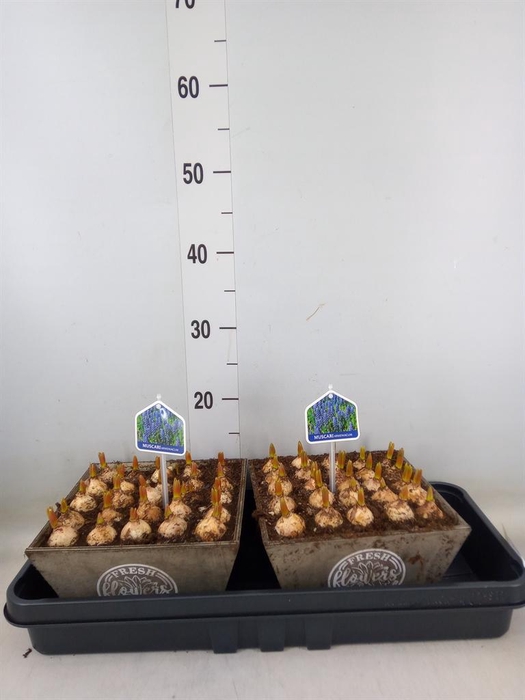 <h4>Arr. Muscari L%</h4>