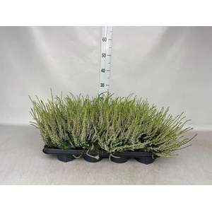 Calluna vulg. 'Garden G Alicia'