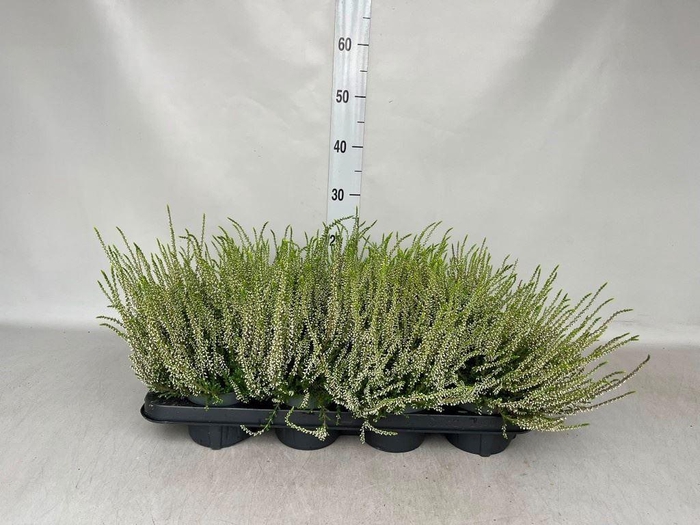 Calluna vulg. 'Garden G Alicia'