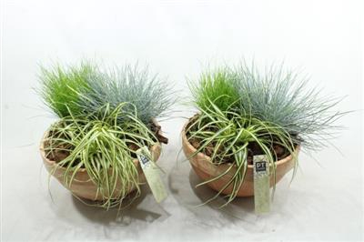 <h4>1617 T.c Orange Gras</h4>