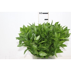 FOLHAGEM RUSCUS 050 CM