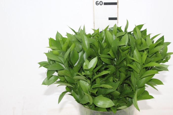 <h4>FOLHAGEM RUSCUS 050 CM</h4>