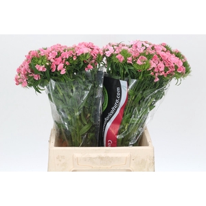 Dianthus Br Earl