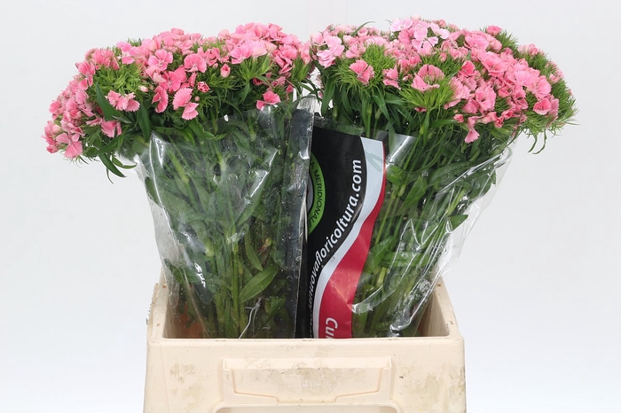 <h4>Dianthus Br Earl</h4>