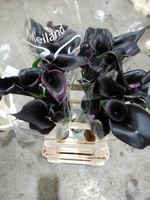 ZANT CALLA CEARA | DUBBELBLOEMIG*