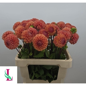 Dahlia Cornel Bronze