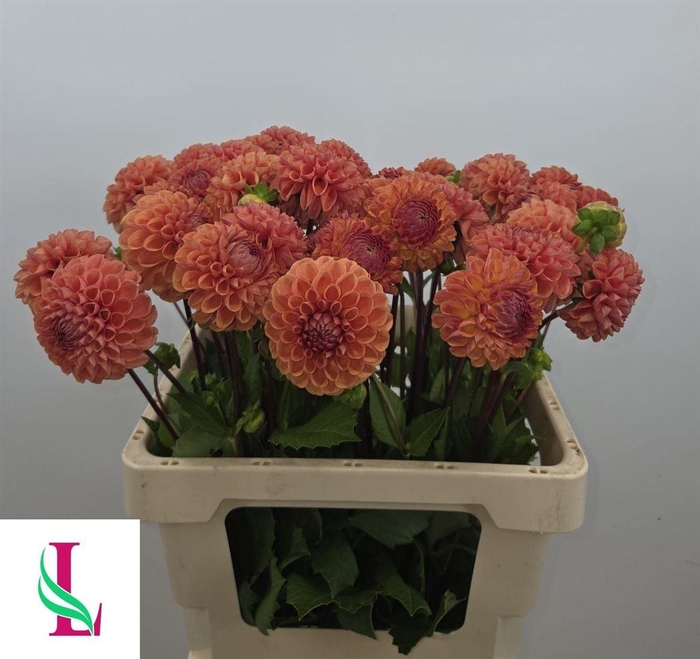 <h4>Dahlia Cornel Bronze</h4>