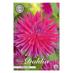 Dahlia Purple Gem x1