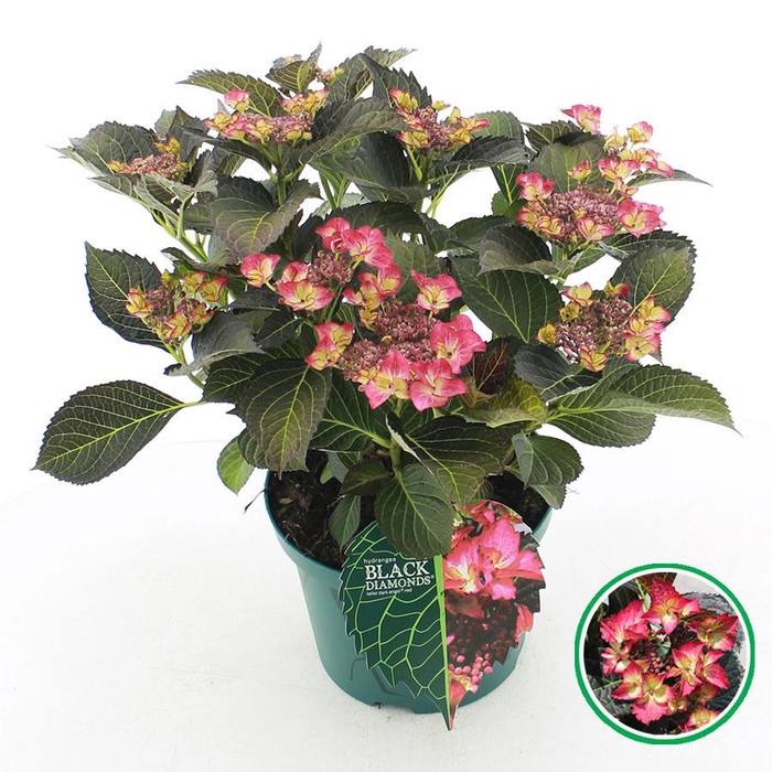 <h4>Hydrangea teller Black Diamonds® 'Dark Angel' Rood C5 (23cm.) Kn.</h4>
