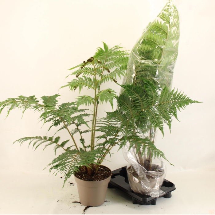 <h4>CYATHEA AUSTRALIS</h4>