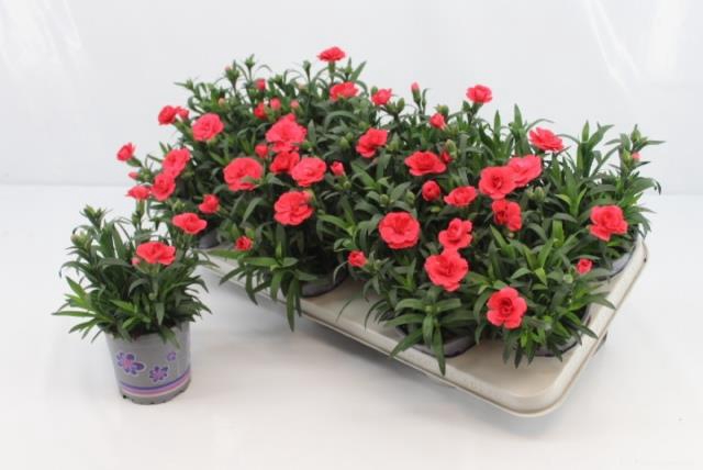 DIAN OSC RED