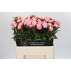 Paeonia Sarah Bernhardt