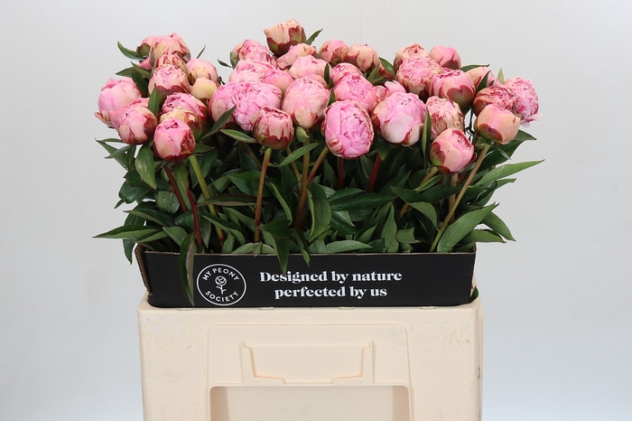 <h4>Paeonia Sarah Bernhardt</h4>