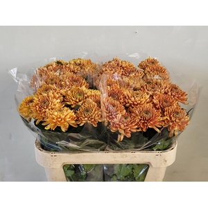 Chr g Rossano Orange