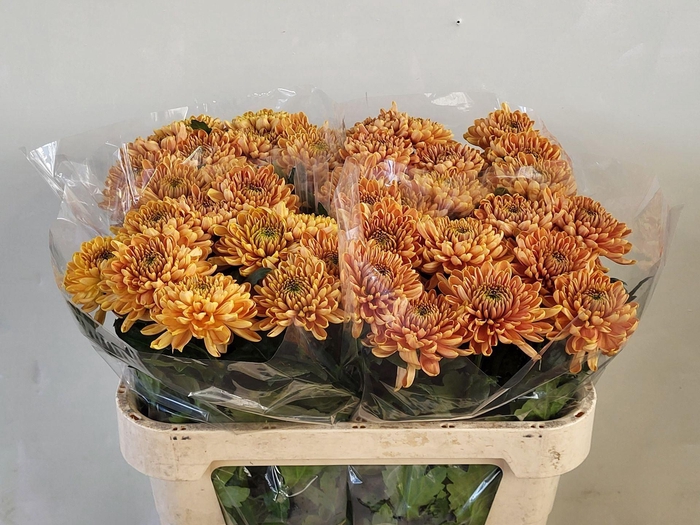 <h4>Chr g Rossano Orange</h4>