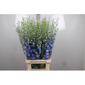 Delph Du Aurora L Blue