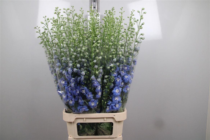 <h4>Delph Du Aurora L Blue</h4>