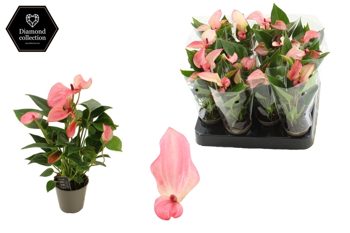 Anthurium 6 cm Matata in transparant sleeve