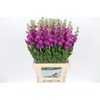 Matthiola Iron Rose