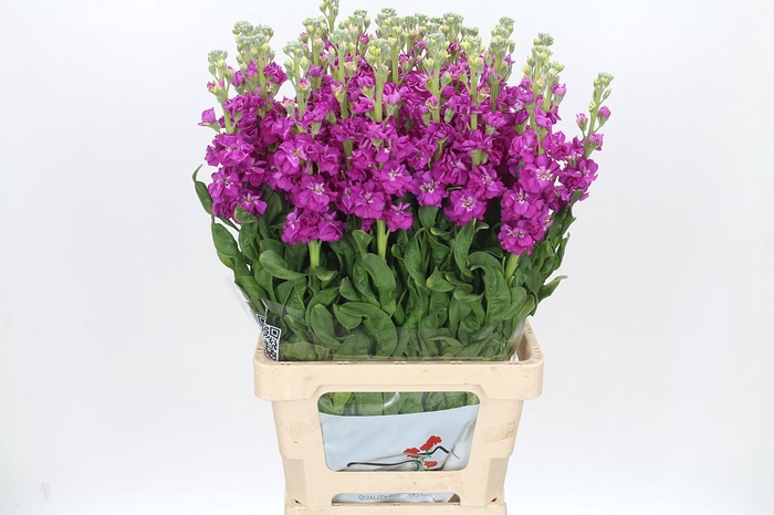 Matthiola Iron Rose