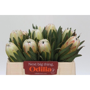 Protea White Night