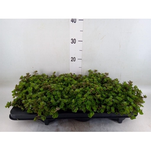 Callisia repens