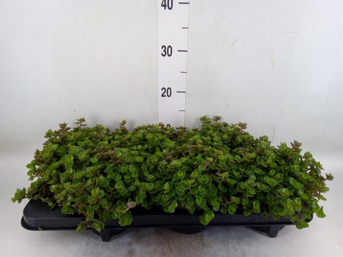 <h4>Callisia repens</h4>