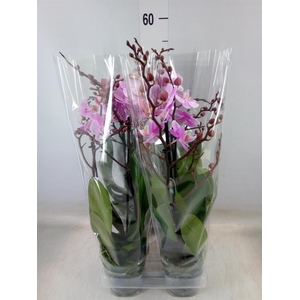 Phalaenopsis multi. 'Beaution'